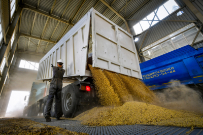 Объем экспорта нового урожая зерна достиг 58,1% в Казахстане
