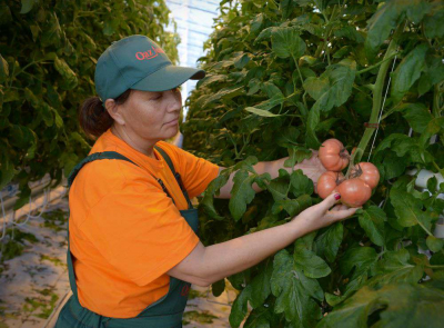 Предпраздничное подорожание отменяется