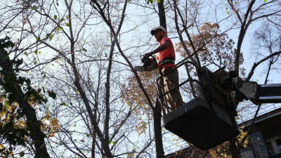 Шесть тысяч деревьев в аварийном состоянии выявили в Алматы