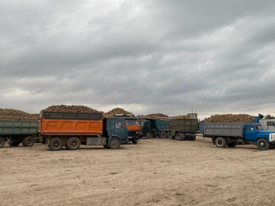 Правительство гарантирует, что заводы РК примут весь урожай сахарной свеклы