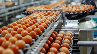 Сын экс-министра Божко построит завод по глубокой переработке яиц на деньги БРК