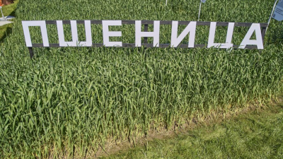 Полис в поле: страховые выплаты аграриям Татарстана упали до минимума при рекордных охватах 30/06/2026 – Статьи
